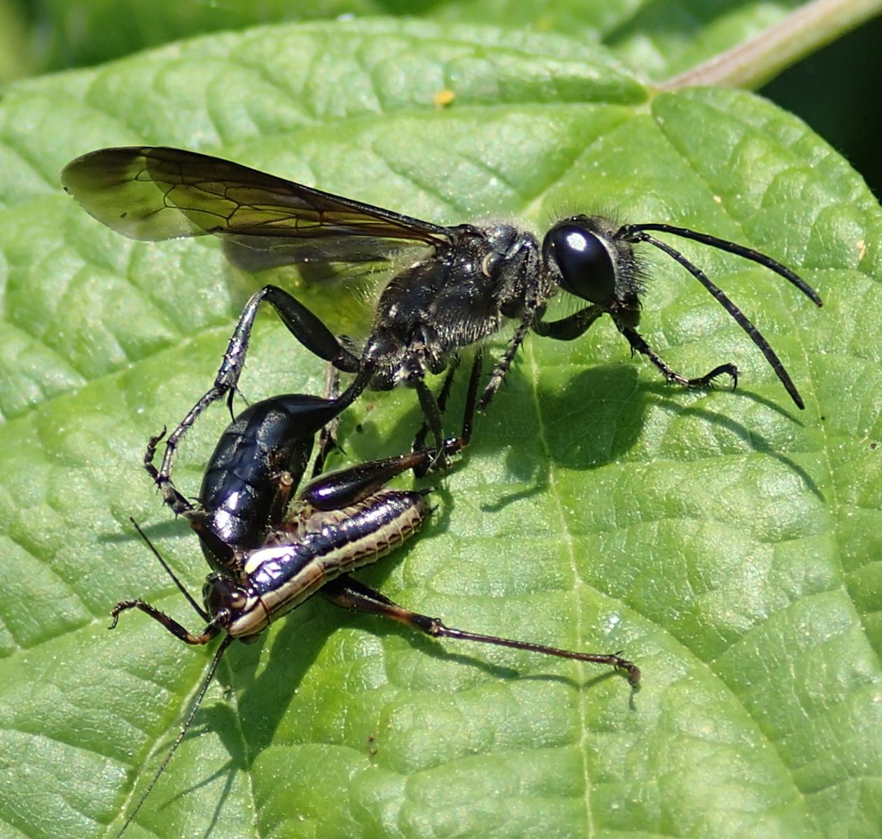 Hymenoptera con preda: Isodontia mexicana,  femmina (Sphecidae)